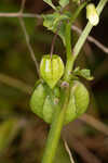 Cutleaf groundcherry